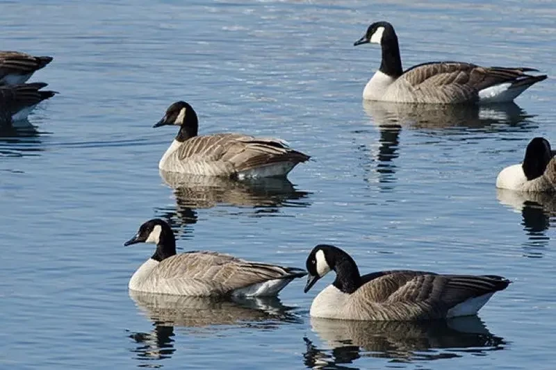 «Медленно отступайте»: Минобороны Канады издало инструкцию на случай конфликта с дикими гусями